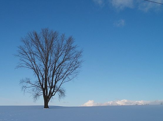 写真：凛と立つ・・・北海道・美瑛町の通称：「哲学の木」