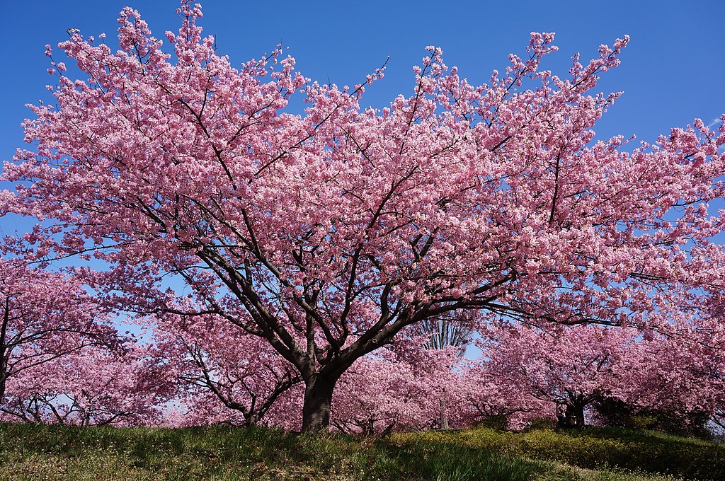 写真：「カワヅザクラ」（埼玉県深谷市）・・・関東・関西などでは2月後半～3月前半頃に咲く早咲きのサクラ。ソメイヨシノより濃いピンクで大きめの花（4～5cm）が特色。オオシマザクラとカンヒザクラの雑種とされている。