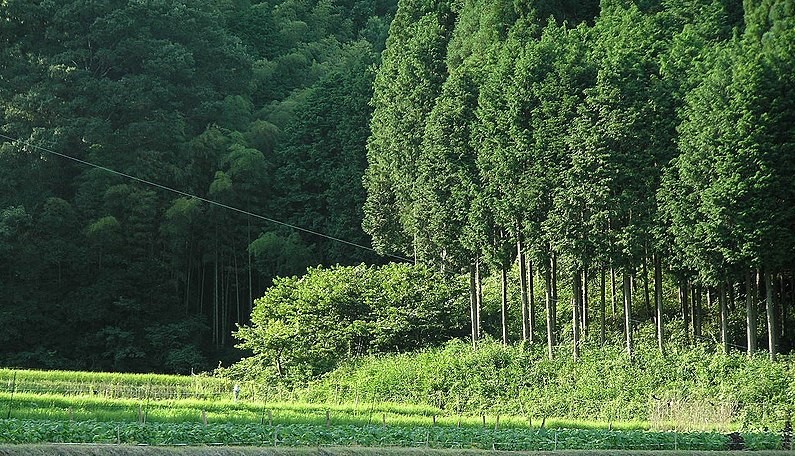 代表的針葉樹「ヒノキ」の人工林