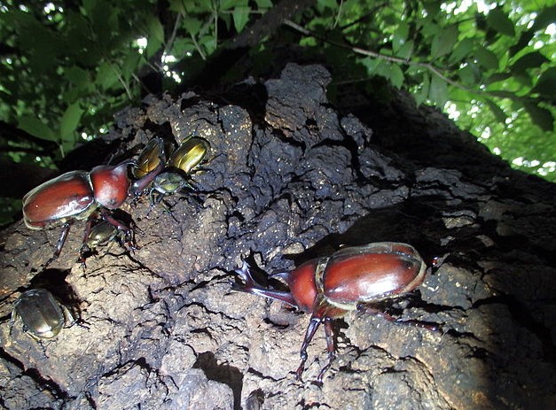 写真：「カブトムシ」（2匹ともオス）・・・コウチュウ目（鞘翅目）コガネムシ科カブトムシ亜科真性カブトムシ属の昆虫。日本では本州・四国・九州、国外では台湾・朝鮮半島・中国・インドシナ半島などに分布。
