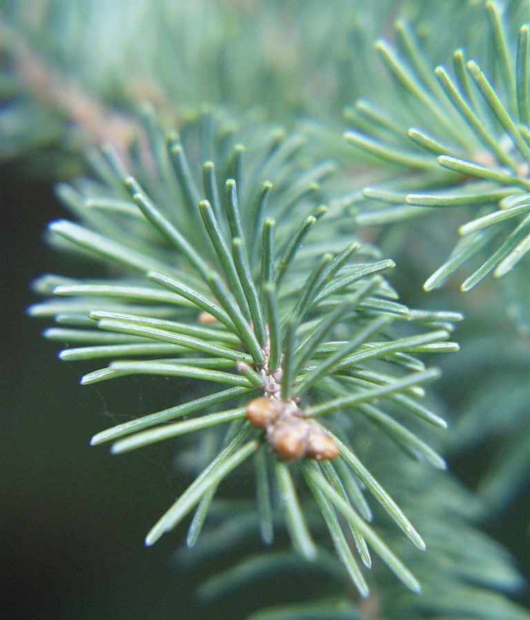 「裸子植物」の葉（トウヒ）