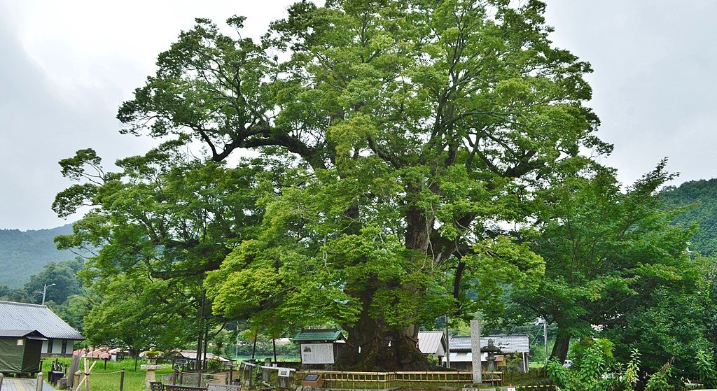 代表的広葉樹「ケヤキ」（野間の大ケヤキ）